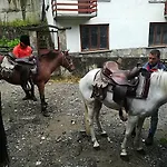 Rosenovi