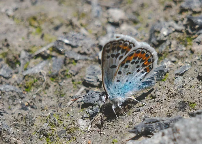 Rosenovi Lyaskovo (Smolyan)