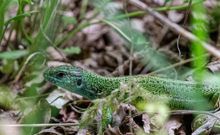 Guest house Rosenovi