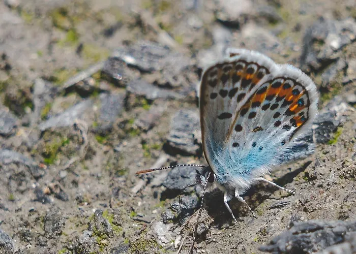 Rosenovi Guest house 3*