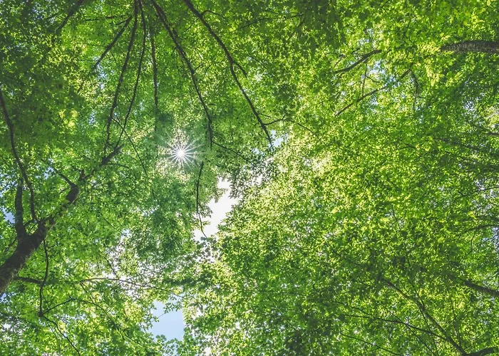 Rosenovi Guest house 3*