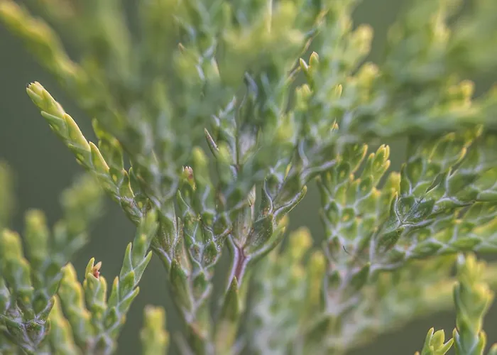 Guest house Rosenovi Lyaskovo (Smolyan)